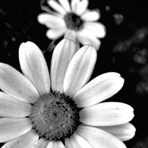 Meet your Posher, Jocelyn